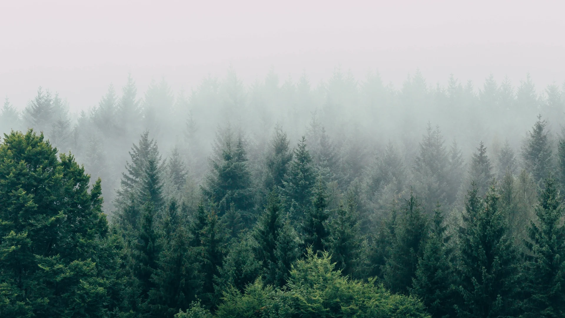 wide-forest-fog-aerial-view-trees-sky-4k_bladesjournal